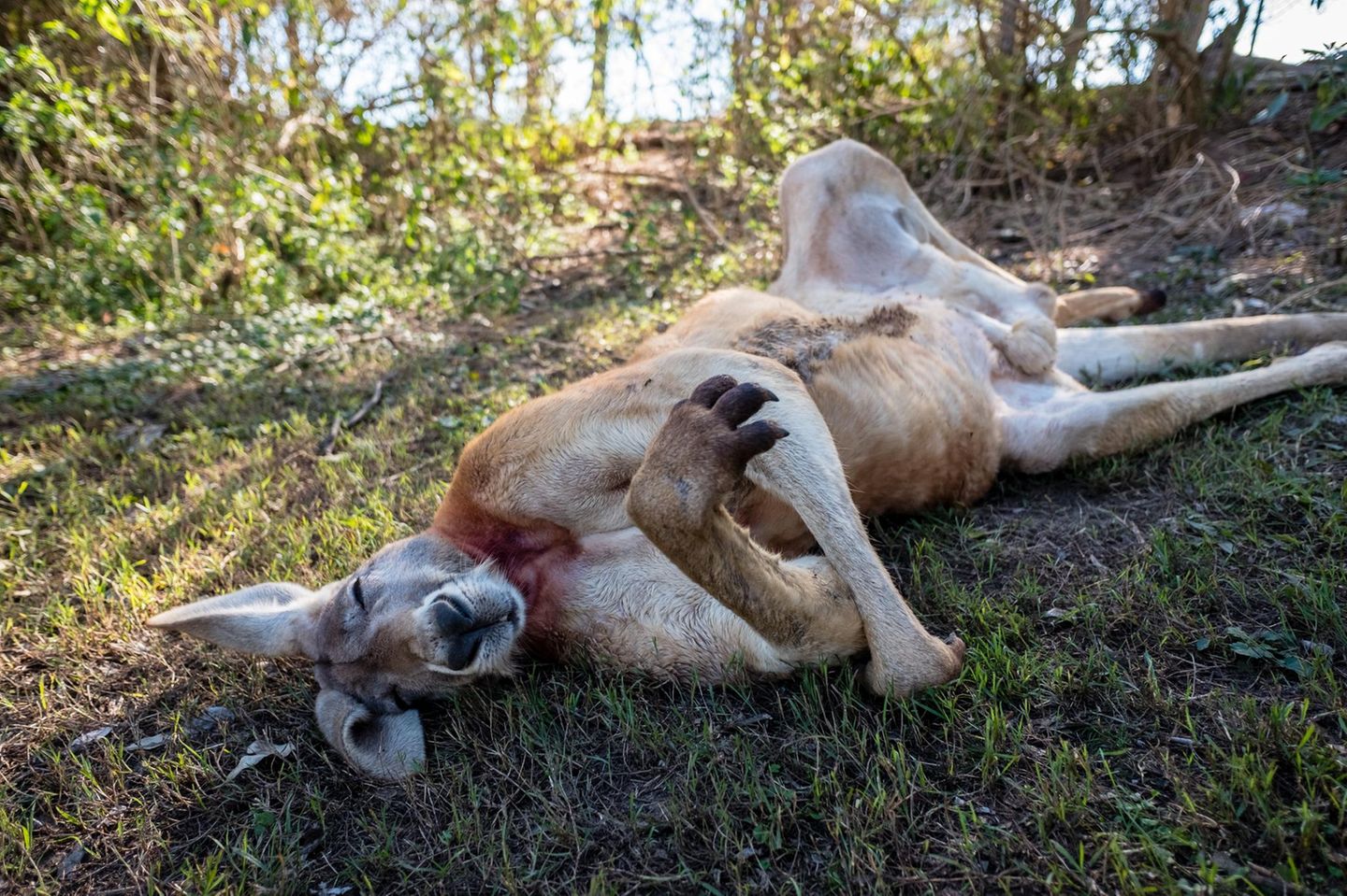 Kängurus schlafen als einzige bisher untersuchte Tierart auf dem Rücken