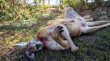 Kängurus schlafen als einzige bisher untersuchte Tierart auf dem Rücken