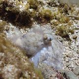 Octopus laqueus during quiet sleep. (Okinawa Institute of Science and Technology Graduate University, 沖縄科学技術大学院大学).