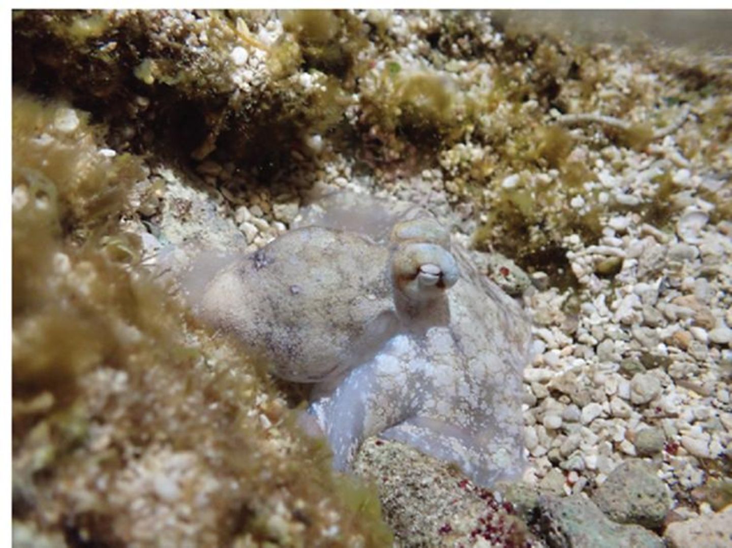 Octopus laqueus during quiet sleep. (Okinawa Institute of Science and Technology Graduate University, 沖縄科学技術大学院大学).