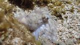 Octopus laqueus during quiet sleep. (Okinawa Institute of Science and Technology Graduate University, 沖縄科学技術大学院大学).