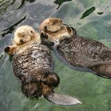 Sea Otters holding each other while relaxing