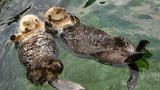 Sea Otters holding each other while relaxing