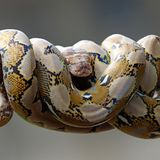 Close-up of a python sleeping on a branch, Indonesia