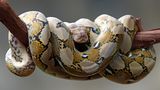 Close-up of a python sleeping on a branch, Indonesia