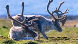 Svalbard Reindeer bulls with big antlers, Svalbard and Jan Mayen Islands