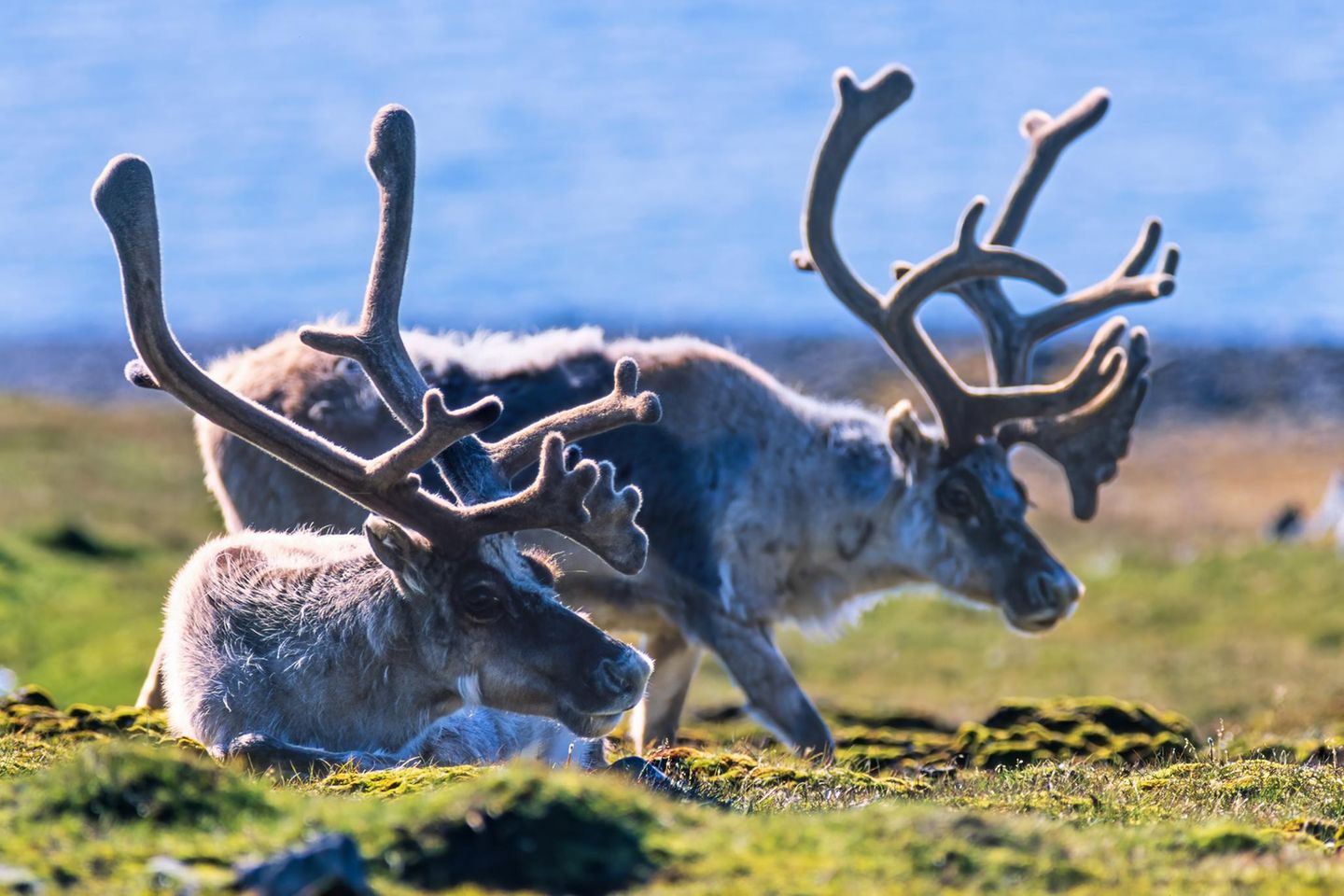 Svalbard Reindeer bulls with big antlers, Svalbard and Jan Mayen Islands