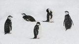 Five Chinstrap Penguins Resting on the Snow, South Georgia and The South Sandwich Islands