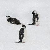 Five Chinstrap Penguins Resting on the Snow, South Georgia and The South Sandwich Islands
