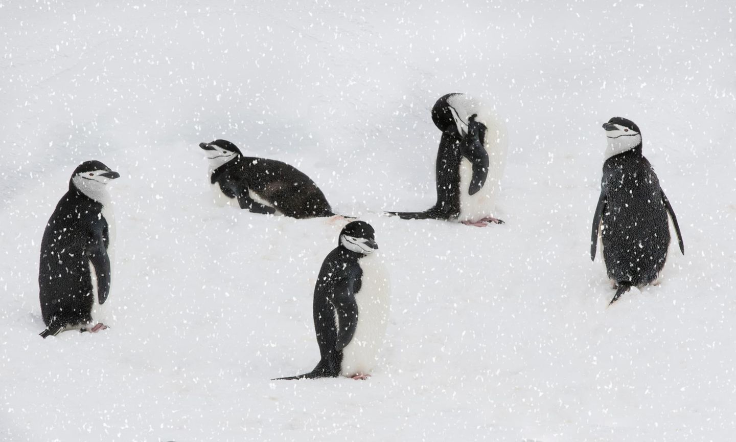 Five Chinstrap Penguins Resting on the Snow, South Georgia and The South Sandwich Islands