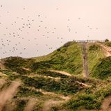Dünen Landschaft Norderney