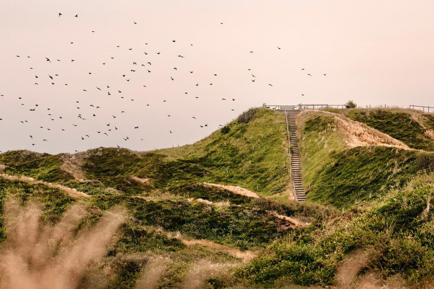 Auszeit in den Dünen Dünen Landschaft Norderney