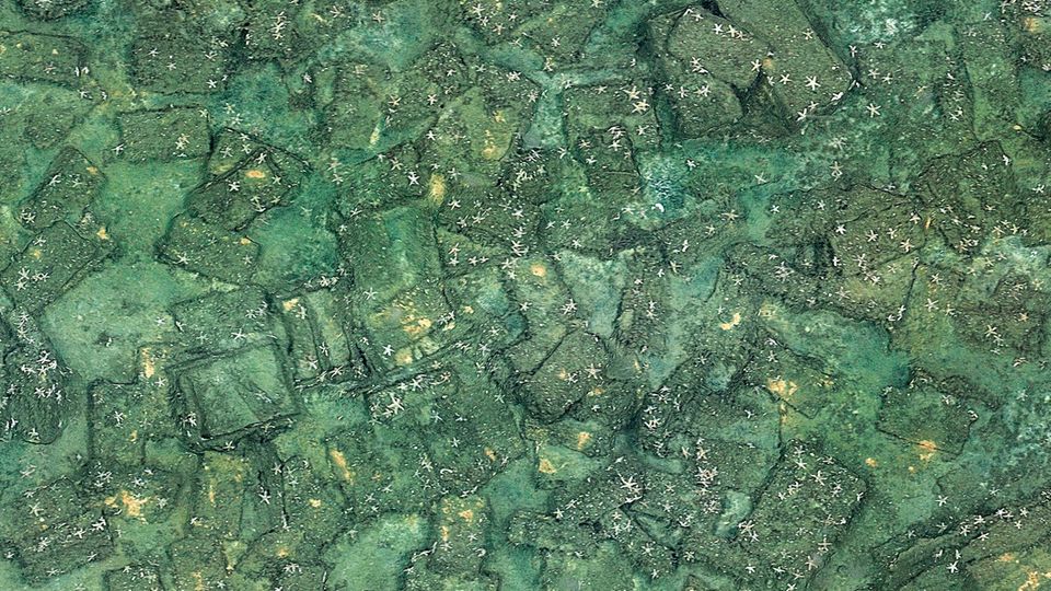 Von Seesternen besiedelt: verklappte Munitionskisten in der Lübecker Bucht