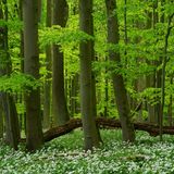 Nationalpark Hainich