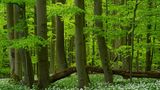 Nationalpark Hainich