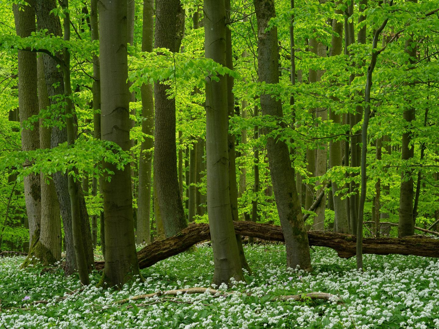 Nationalpark Hainich Nationalpark Hainich