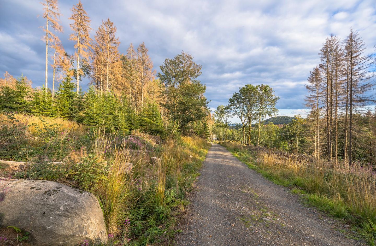 Nationalpark Harz
