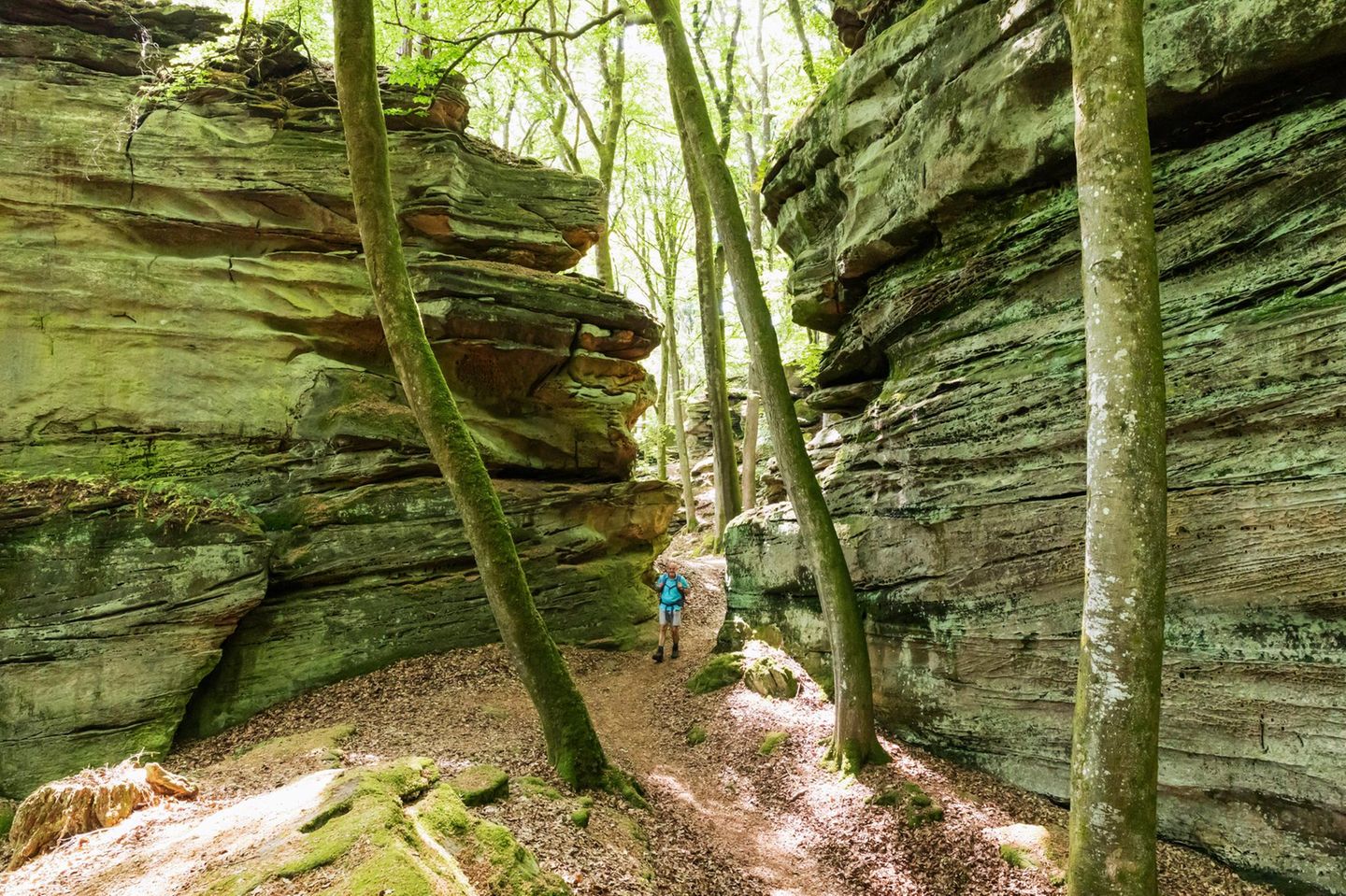 Nationalpark Eifel  Nationalpark Eifel