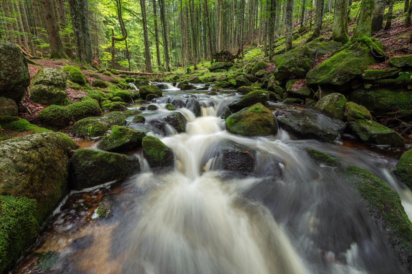 Nationalpark Bayerischer Wald  Nationalpark Bayerischer Wald