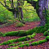 Nationalpark Kellerwald-Edersee