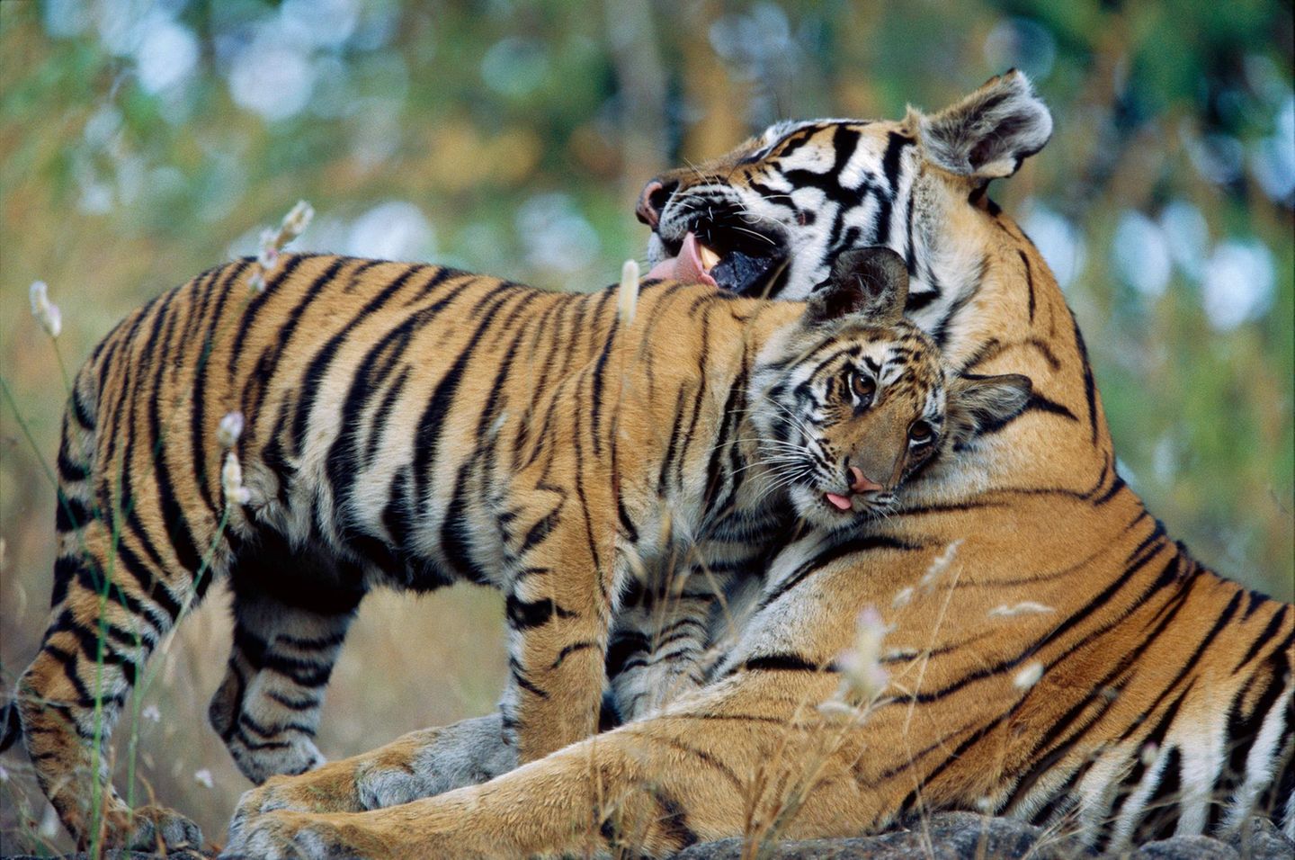 Die Großkatzen – hier eine Mutter mit einem sechs Monate alten Jungtier – leben jetzt in einem 138.200 Quadratkilometer großen Gebiet, zusammen mit 60 Millionen Menschen. Zu den Schlüsselfaktoren für diesen Erfolg gehören der Schutz der Tiger vor Wilderei und Lebensraumverlust, die Sicherstellung einer ausreichenden Beute, die Minimierung von Konflikten zwischen Mensch und Wildtier sowie die Unterstützung lokaler Gemeinschaften