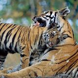 Die Großkatzen – hier eine Mutter mit einem sechs Monate alten Jungtier – leben jetzt in einem 138.200 Quadratkilometer großen Gebiet, zusammen mit 60 Millionen Menschen. Zu den Schlüsselfaktoren für diesen Erfolg gehören der Schutz der Tiger vor Wilderei und Lebensraumverlust, die Sicherstellung einer ausreichenden Beute, die Minimierung von Konflikten zwischen Mensch und Wildtier sowie die Unterstützung lokaler Gemeinschaften