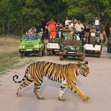 "Es ist nicht die Bevölkerungsdichte, sondern es geht um die Haltung der Menschen", sagt der Mitverfasser einer aktuellen Studie, Yadvendradev Jhala vom Wildlife Institute of India. Steigender Wohlstand helfe zudem, dass sich die Bestände von Tigern und anderer Tiere in freier Wildbahn erhöhten. Auch könne politische Stabilität zu dieser Entwicklung beitragen. "Die Abwesenheit der Tiger und ihr Aussterben waren durch bewaffnete Konflikte, Armut und eine umfangreiche Landnutzung gekennzeichnet", heißt es in der Studie