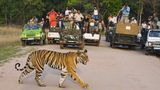 "Es ist nicht die Bevölkerungsdichte, sondern es geht um die Haltung der Menschen", sagt der Mitverfasser einer aktuellen Studie, Yadvendradev Jhala vom Wildlife Institute of India. Steigender Wohlstand helfe zudem, dass sich die Bestände von Tigern und anderer Tiere in freier Wildbahn erhöhten. Auch könne politische Stabilität zu dieser Entwicklung beitragen. "Die Abwesenheit der Tiger und ihr Aussterben waren durch bewaffnete Konflikte, Armut und eine umfangreiche Landnutzung gekennzeichnet", heißt es in der Studie