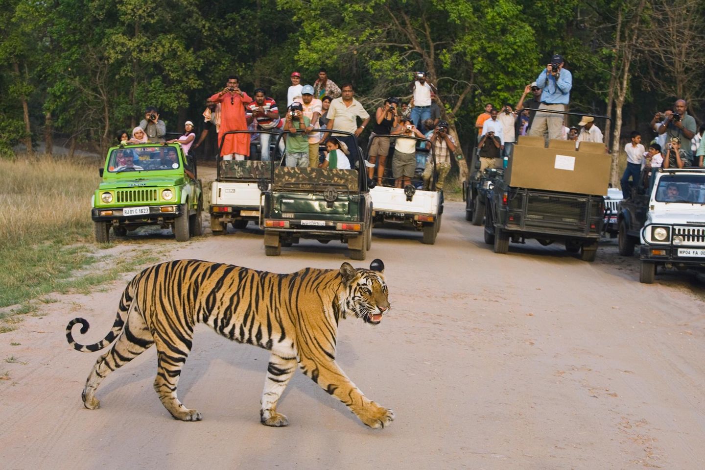 Tiger als Touristenattraktion "Es ist nicht die Bevölkerungsdichte, sondern es geht um die Haltung der Menschen", sagt der Mitverfasser einer aktuellen Studie, Yadvendradev Jhala vom Wildlife Institute of India. Steigender Wohlstand helfe zudem, dass sich die Bestände von Tigern und anderer Tiere in freier Wildbahn erhöhten. Auch könne politische Stabilität zu dieser Entwicklung beitragen. "Die Abwesenheit der Tiger und ihr Aussterben waren durch bewaffnete Konflikte, Armut und eine umfangreiche Landnutzung gekennzeichnet", heißt es in der Studie