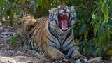 In Indien wurde 1973 das "Projekt Tiger" ins Leben gerufen, um unter anderem die öffentliche Unterstützung für den Erhalt repräsentativer Ökosysteme zu gewinnen. Seitdem stieg laut der nationalen Tigerschutzbehörde die Zahl der Schutzgebiete für Tiger im Land von neun auf mehr als 50