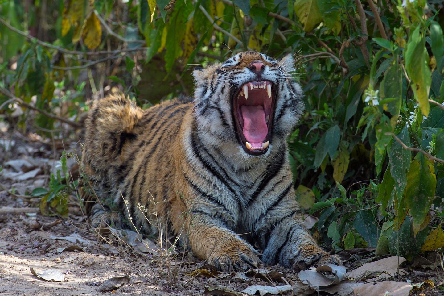 In Indien wurde 1973 das "Projekt Tiger" ins Leben gerufen, um unter anderem die öffentliche Unterstützung für den Erhalt repräsentativer Ökosysteme zu gewinnen. Seitdem stieg laut der nationalen Tigerschutzbehörde die Zahl der Schutzgebiete für Tiger im Land von neun auf mehr als 50