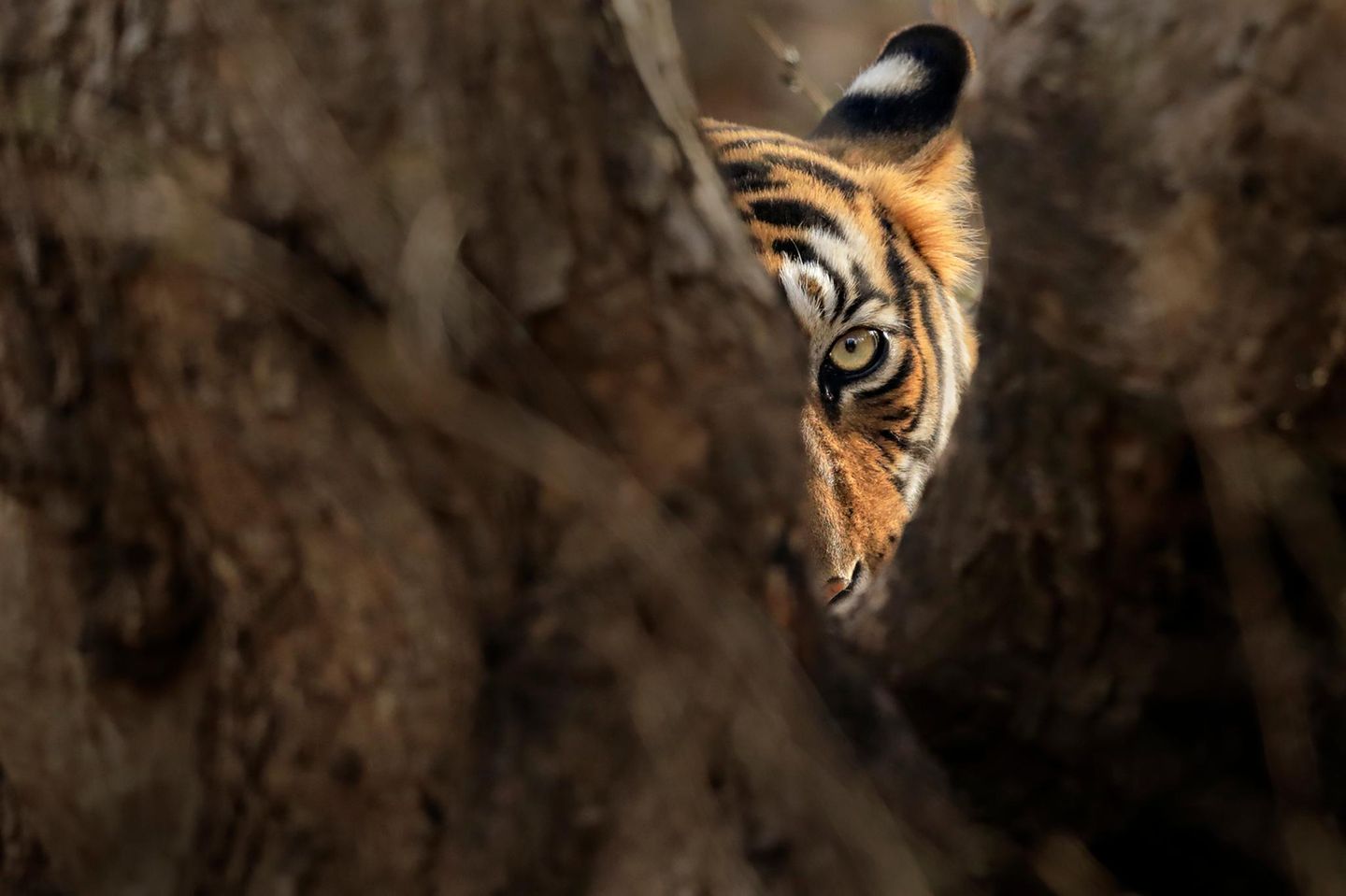 Im Gegensatz zur gängigen Erwartung, dass Menschen und große Raubtiere getrennt lebten, sei die Bevölkerungsdichte kein größeres Hindernis für die Verbreitung der Tiere, heißt es in der Studie. In Indien hätten die Schaffung von mehr Schutzgebieten sowie die sogenannten Habitatkorridore geholfen, dass sich die Population erhöht habe