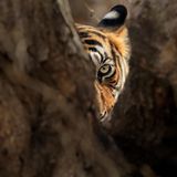 Im Gegensatz zur gängigen Erwartung, dass Menschen und große Raubtiere getrennt lebten, sei die Bevölkerungsdichte kein größeres Hindernis für die Verbreitung der Tiere, heißt es in der Studie. In Indien hätten die Schaffung von mehr Schutzgebieten sowie die sogenannten Habitatkorridore geholfen, dass sich die Population erhöht habe