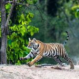 Ein Königstiger (Panthera tigris tigris) im Bandhavgarh National Park, Madhya Pradesh, Indien: Die Population der bedrohten Tiere hat sich in nur etwas mehr als einem Jahrzehnt verdoppelt und ist auf über 3600 Tiere angewachsen. Das entspricht 75 Prozent des weltweiten Bestandes an wilden Tigern