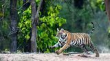 Ein Königstiger (Panthera tigris tigris) im Bandhavgarh National Park, Madhya Pradesh, Indien: Die Population der bedrohten Tiere hat sich in nur etwas mehr als einem Jahrzehnt verdoppelt und ist auf über 3600 Tiere angewachsen. Das entspricht 75 Prozent des weltweiten Bestandes an wilden Tigern