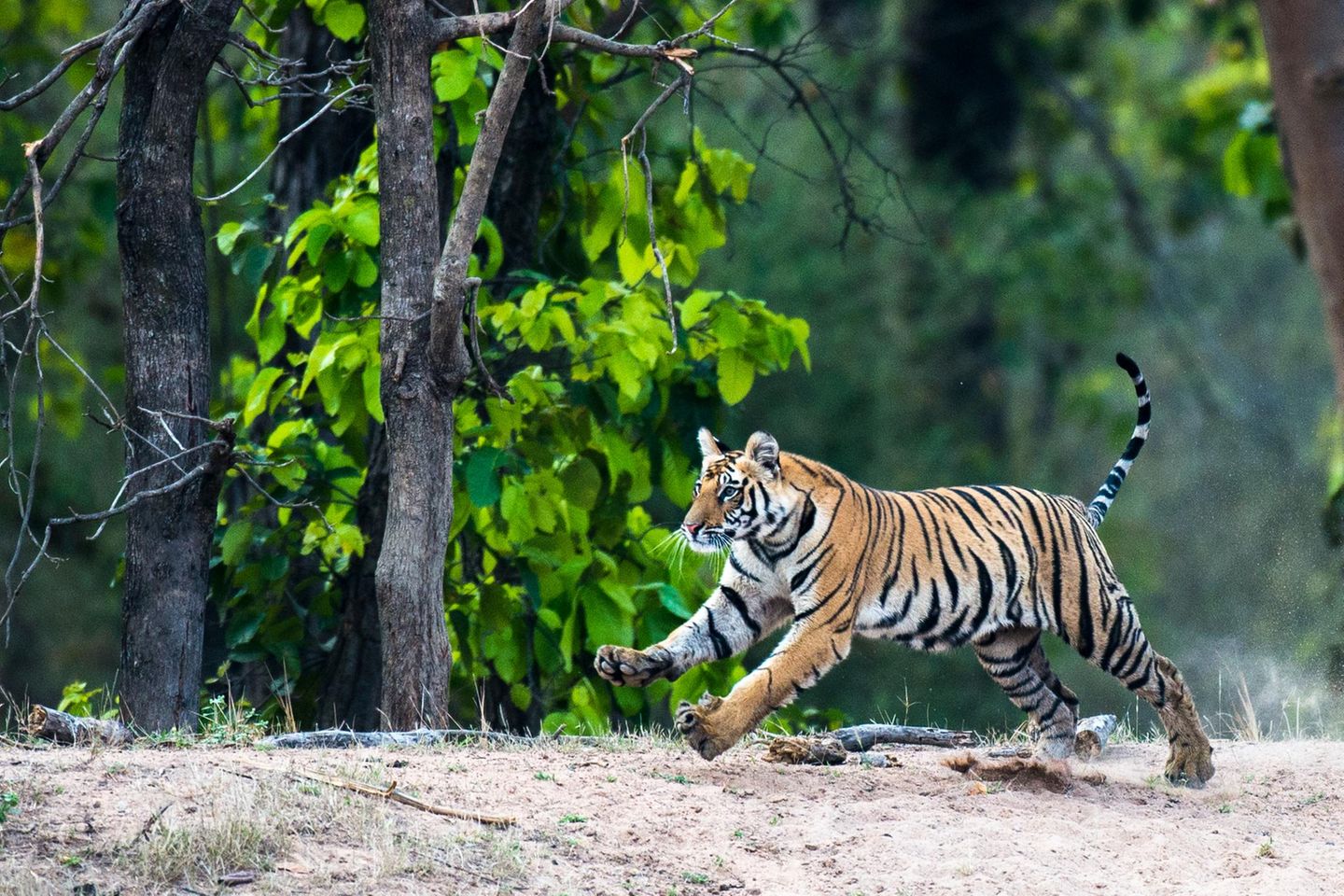 Ein Königstiger (Panthera tigris tigris) im Bandhavgarh National Park, Madhya Pradesh, Indien: Die Population der bedrohten Tiere hat sich in nur etwas mehr als einem Jahrzehnt verdoppelt und ist auf über 3600 Tiere angewachsen. Das entspricht 75 Prozent des weltweiten Bestandes an wilden Tigern
