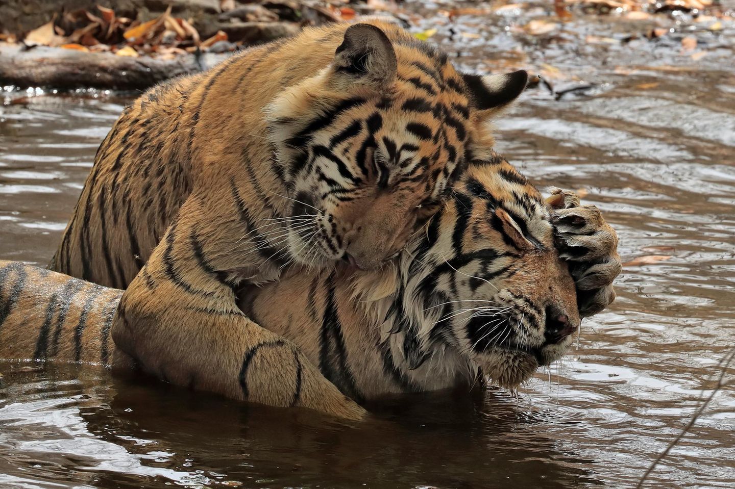 "Derzeit leben 8,2 Milliarden Menschen auf der Erde, was wenig Platz für Wildtiere, insbesondere für große Fleischfresser, lässt", schreiben die Forschenden in ihre Studie. "Der Fortbestand nichtmenschlicher Arten ist nicht nur deshalb wichtig, weil sie ein Recht auf eine Existenz jenseits des menschlichen Wertes haben, sondern auch, weil sie für den Erhalt und die Integrität der Ökosysteme unerlässlich sind"