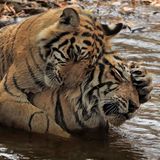 "Derzeit leben 8,2 Milliarden Menschen auf der Erde, was wenig Platz für Wildtiere, insbesondere für große Fleischfresser, lässt", schreiben die Forschenden in ihre Studie. "Der Fortbestand nichtmenschlicher Arten ist nicht nur deshalb wichtig, weil sie ein Recht auf eine Existenz jenseits des menschlichen Wertes haben, sondern auch, weil sie für den Erhalt und die Integrität der Ökosysteme unerlässlich sind"