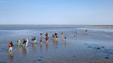 Durchs Watt bis nach Föhr Wattwandern auf Amrum
