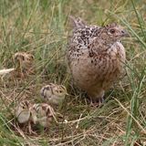 Vögel im Gebiet Amrum Odde