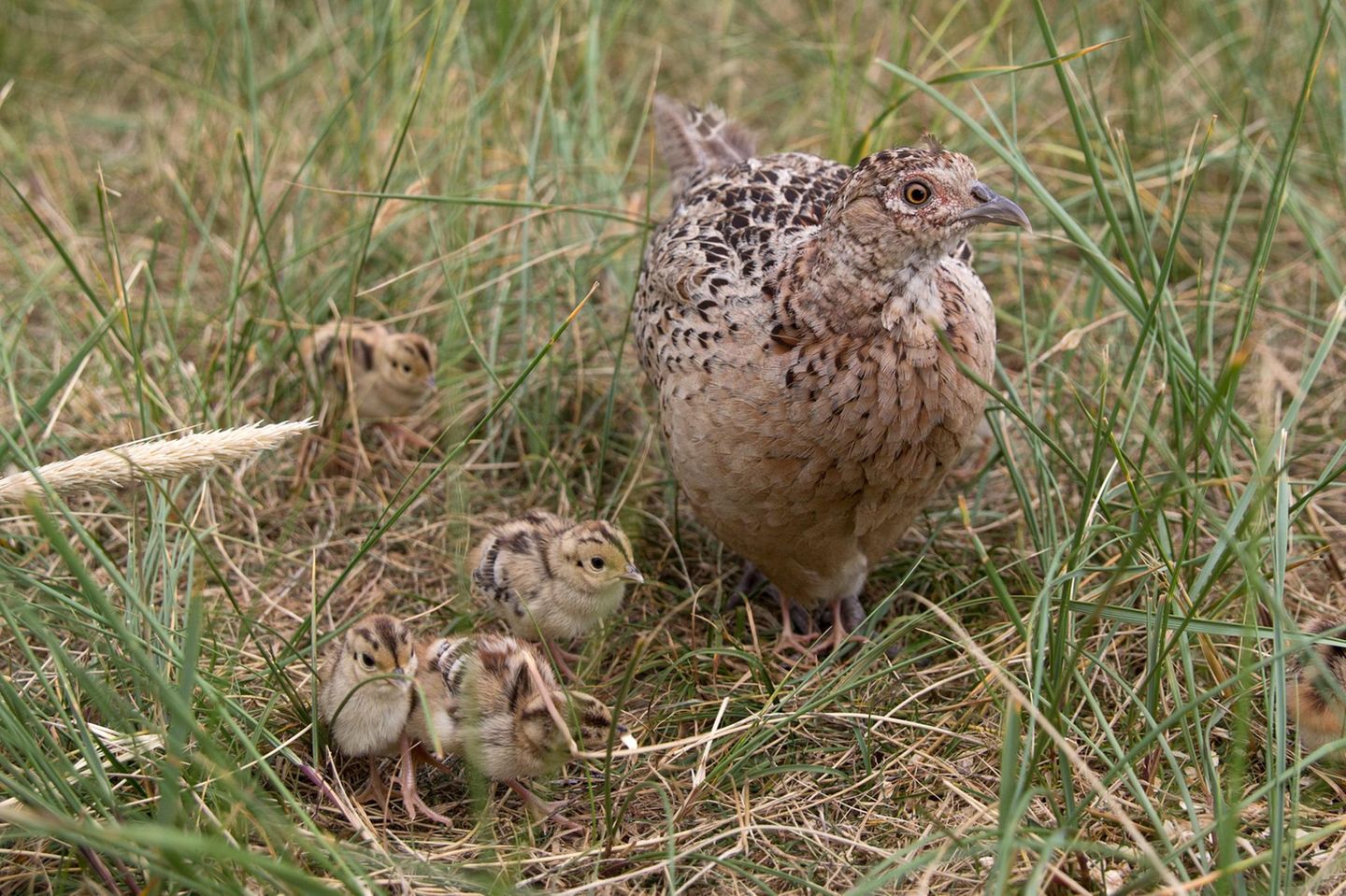 Vögel im Gebiet Amrum Odde