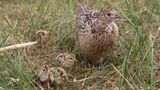 Vögel im Gebiet Amrum Odde