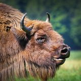 Freilebendes Wisent