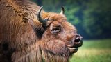 Freilebendes Wisent
