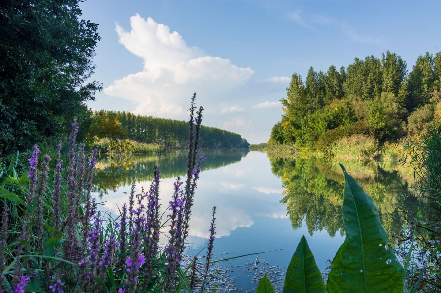 Die goldene Donau