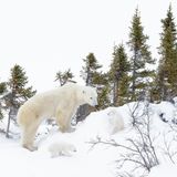 Polar bear mother (Ursus maritimus) walking on tundra in taiga forest with two new born cubs, Wapusk National Park, Manitoba, Canada, Wapusk National Park, Manitoba, Canada