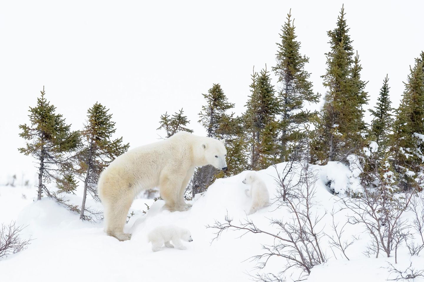 Wapusk Nationalpark, Manitoba Polar bear mother (Ursus maritimus) walking on tundra in taiga forest with two new born cubs, Wapusk National Park, Manitoba, Canada, Wapusk National Park, Manitoba, Canada