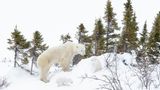 Polar bear mother (Ursus maritimus) walking on tundra in taiga forest with two new born cubs, Wapusk National Park, Manitoba, Canada, Wapusk National Park, Manitoba, Canada