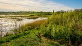 Gentbrugse Meersen: Ruhe im Grünen genießen in einem Satten grün erstrahlende wiesen, die den Flusses Scheldt umgeben.