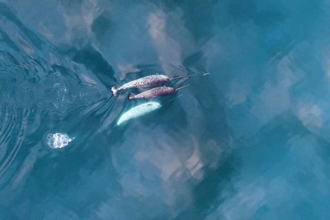 Fische anstupsen: Video zeigt: Narwale nutzen ihre Stoßzähne zur Jagd